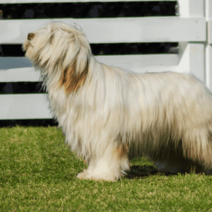 Briard