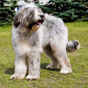 Briard