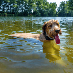 Briard