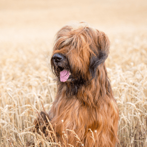 Briard