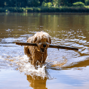 Briard