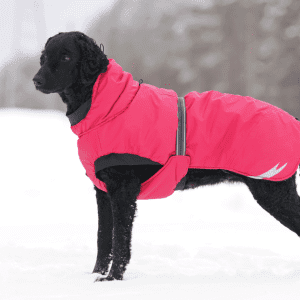 Curly-Coated Retriever