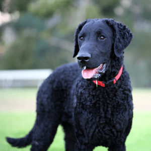Curly-Coated Retriever