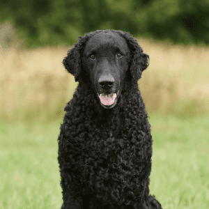 Curly-Coated Retriever