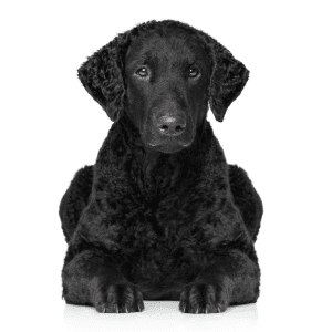 Curly-Coated Retriever