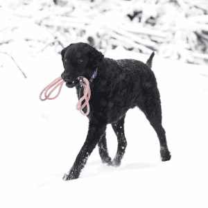 Curly-Coated Retriever