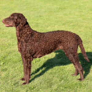 Curly-Coated Retriever