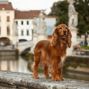 English Cocker Spaniel