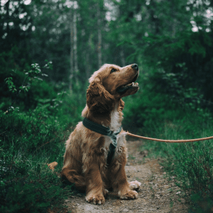 English Cocker Spaniel