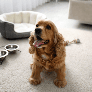 English Cocker Spaniel