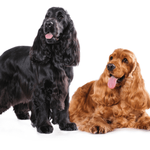 English Cocker Spaniel