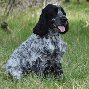 English Cocker Spaniel