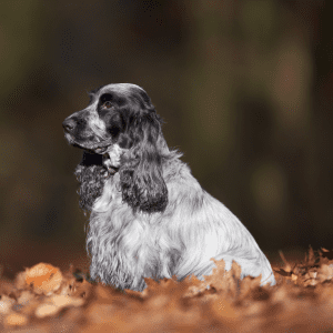 English Cocker Spaniel