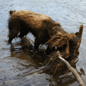 Field Spaniel