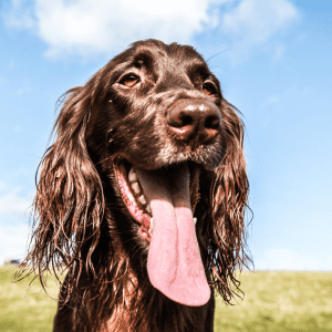Field Spaniel