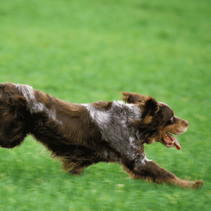 Field Spaniel
