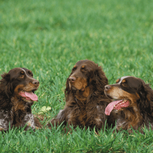 Field Spaniel