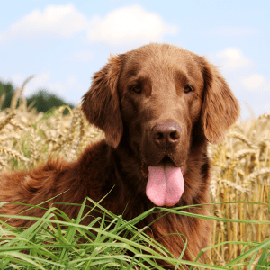 Flat-Coated Retriever