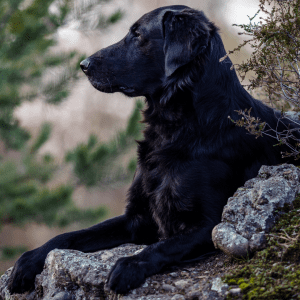 Flat-Coated Retriever