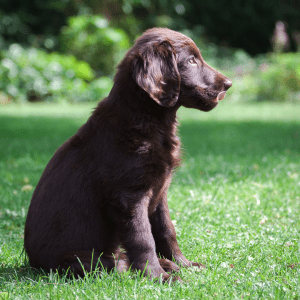 Flat-Coated Retriever