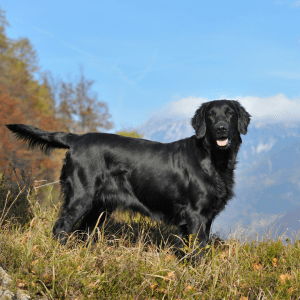 Flat-Coated Retriever