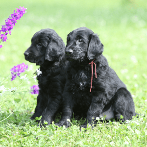 Flat-Coated Retriever