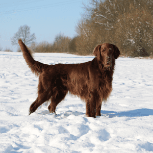 Flat-Coated Retriever