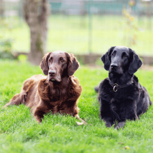 Flat-Coated Retriever
