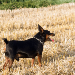 German Pinscher