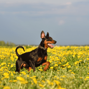 German Pinscher