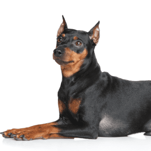 German Pinscher