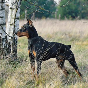 German Pinscher