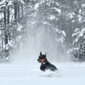 German Pinscher