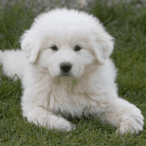 Great Pyrenees