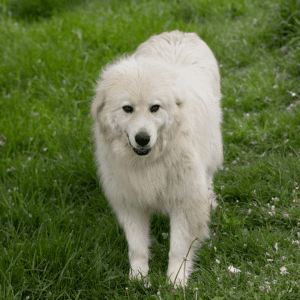 Great Pyrenees