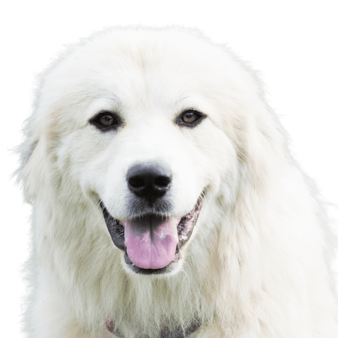 Great Pyrenees