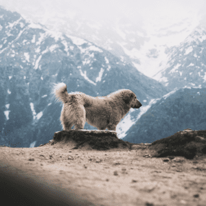 Great Pyrenees