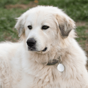 Great Pyrenees