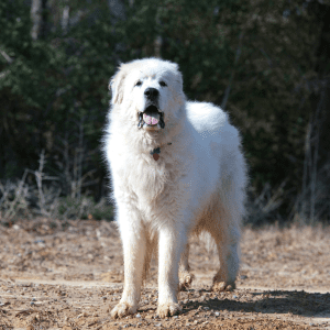 Great Pyrenees