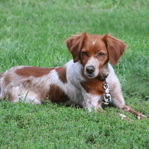 Irish Red and White Setter