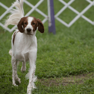 Irish Red and White Setter