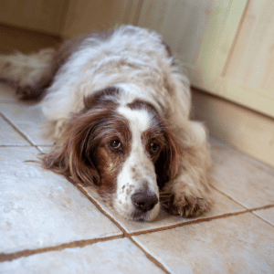 Irish Red and White Setter