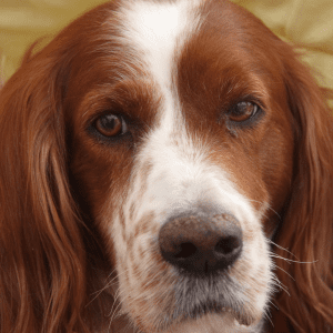 Irish Red and White Setter