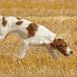 Irish Red and White Setter