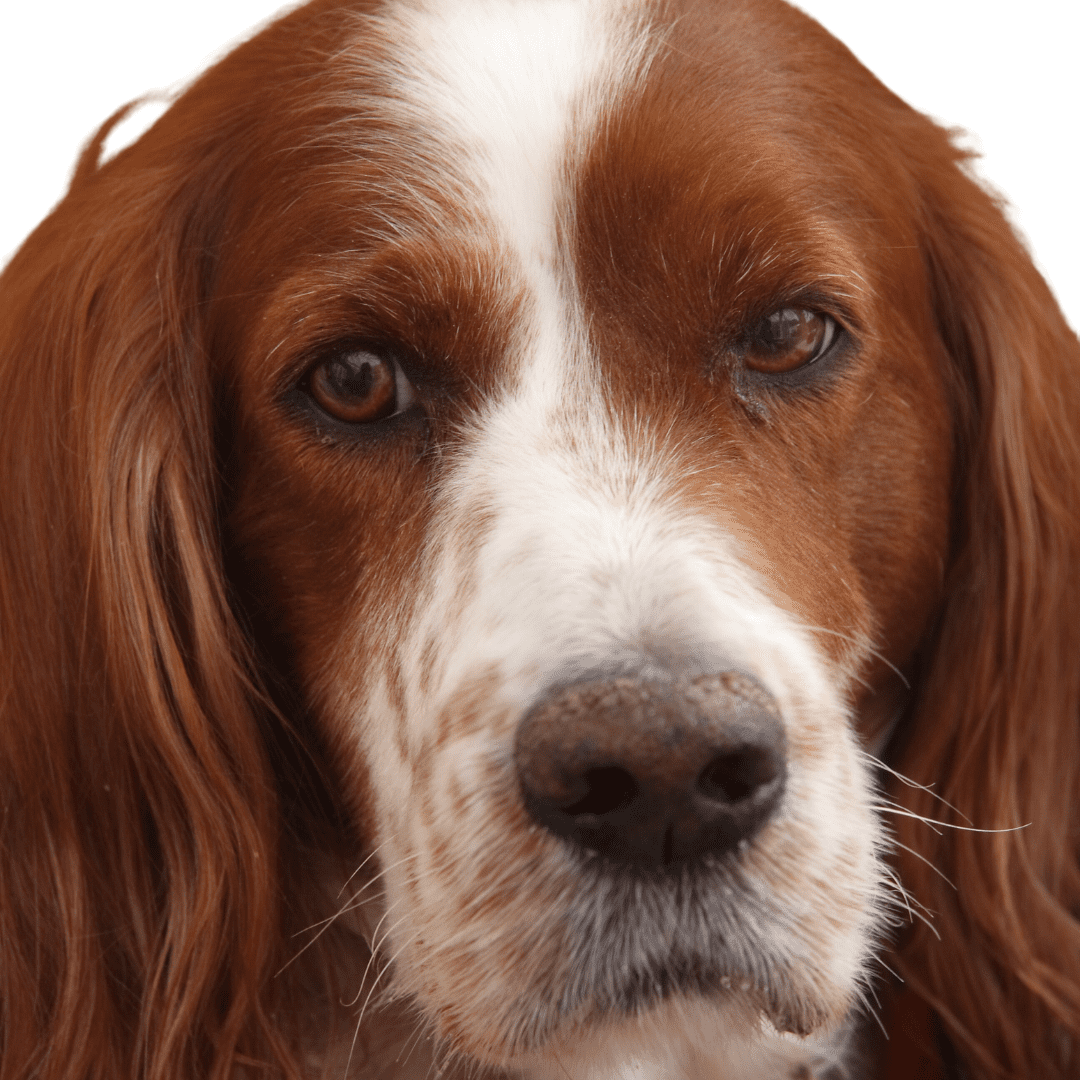 Irish Red and White Setter