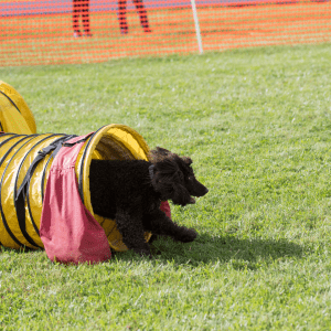 Irish Water Spaniel