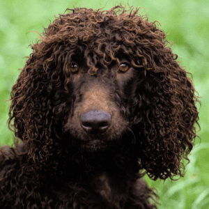 Irish Water Spaniel