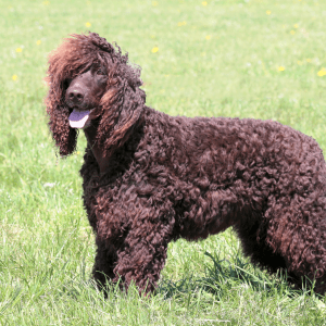 Irish Water Spaniel