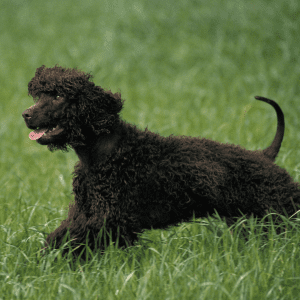 Irish Water Spaniel