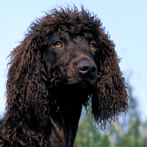 Irish Water Spaniel